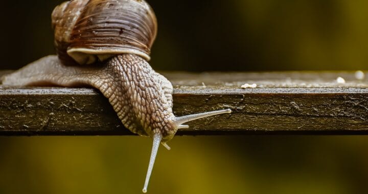 Héliciculture : tout savoir sur le métier d’élevage d’escargots !